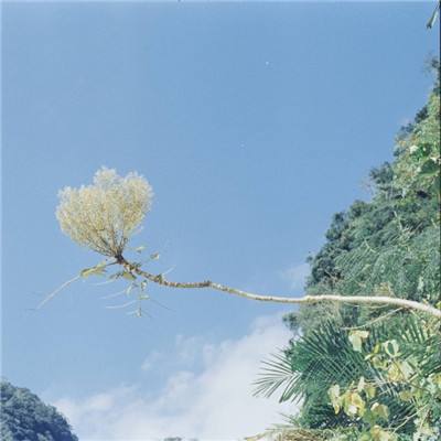 伊朗正式回应美国停火提议 称谈判不过是第三次欺骗