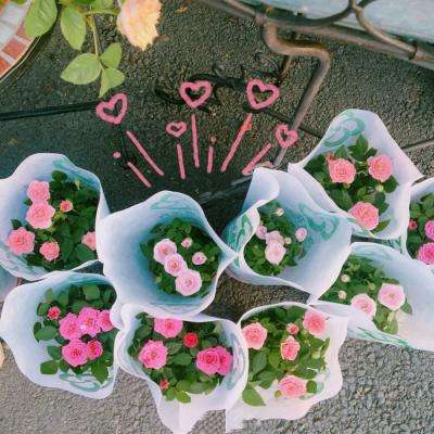 梦之花