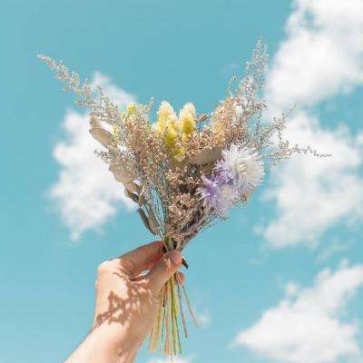 变异八爪鱼真正破解版