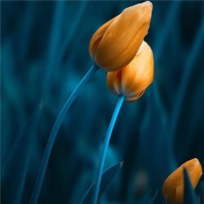 世界征服者4科技强国